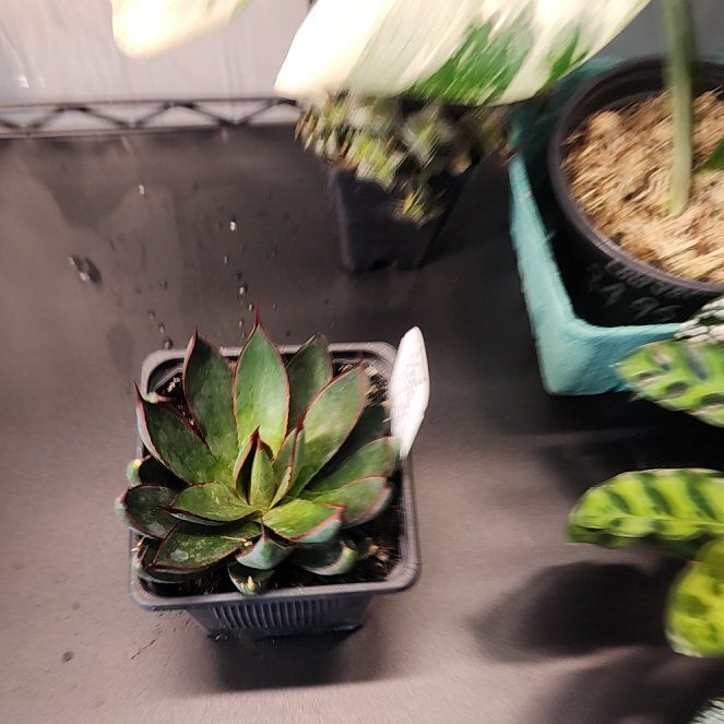 Photo of the plant species Praying Hands Mangave by @MagicallyNoni31 named Tree Diddy on Greg, the plant care app