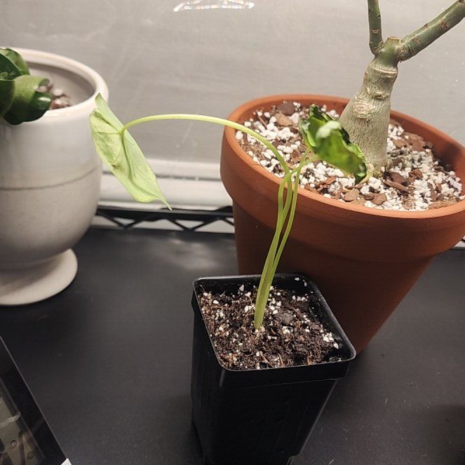 Photo of the plant species Pharaoh Mask by @MagicallyNoni31 named Tutt on Greg, the plant care app