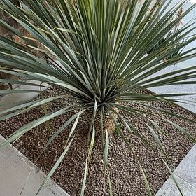 Photo of the plant species Yucca by @LeadWildyam63 named Scarlett on Greg, the plant care app