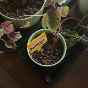 Photo of the plant species Purple Basil by @TopRose44 named Amethyst on Greg, the plant care app