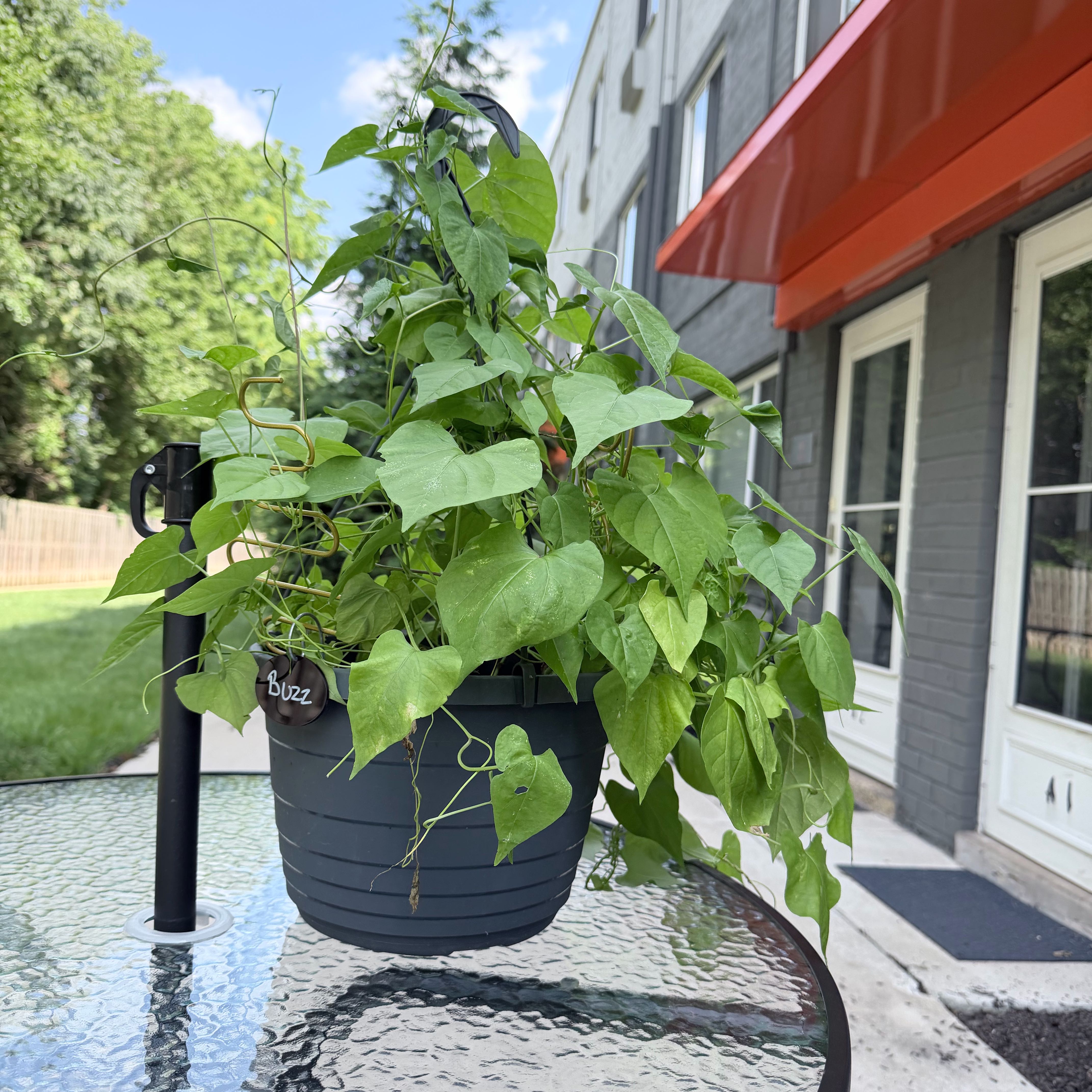 Photo of the plant species Morning Glory by @CBabyBlue named Buzz on Greg, the plant care app
