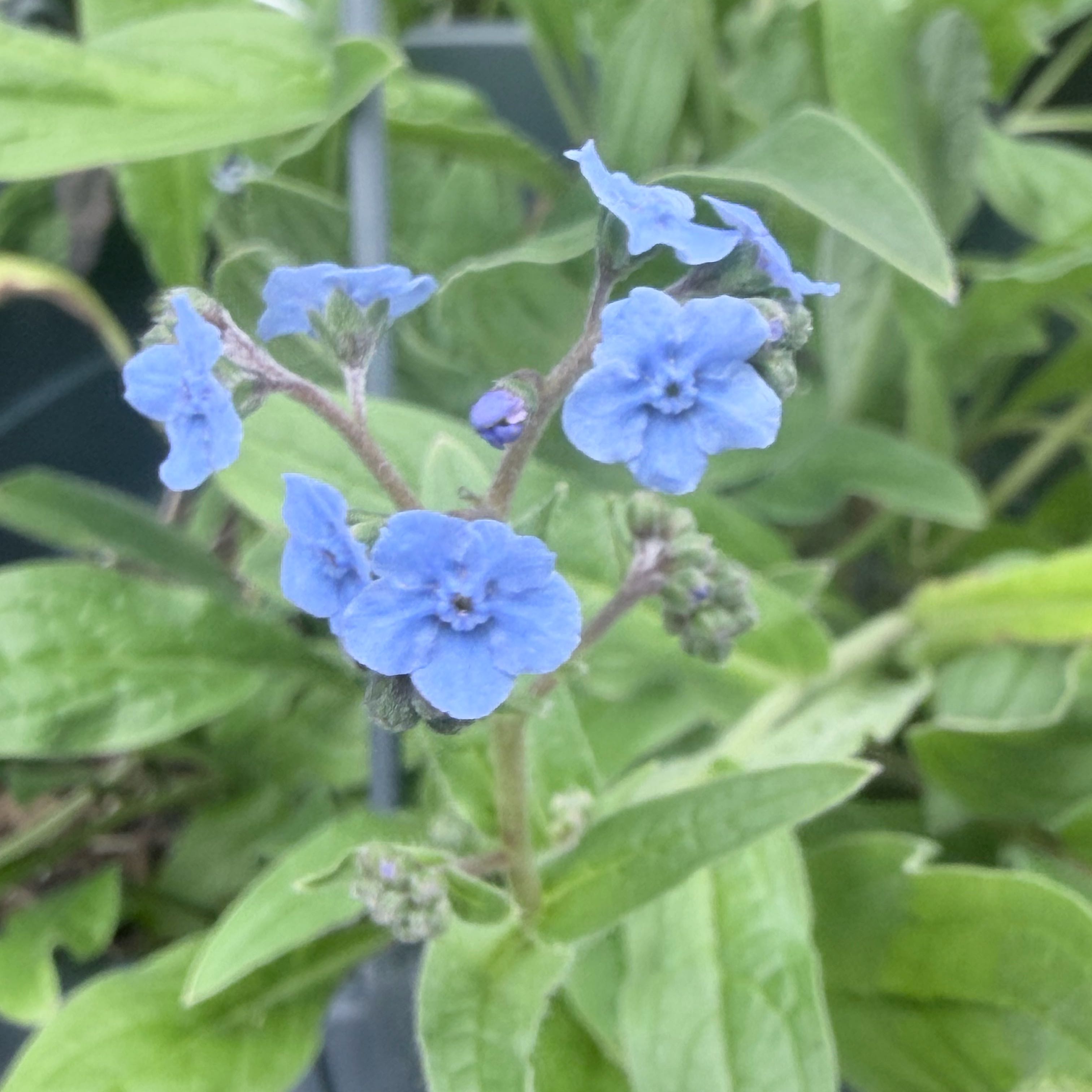 Photo of the plant species Chinese Forget-Me-Not by @CBabyBlue named Sunny on Greg, the plant care app