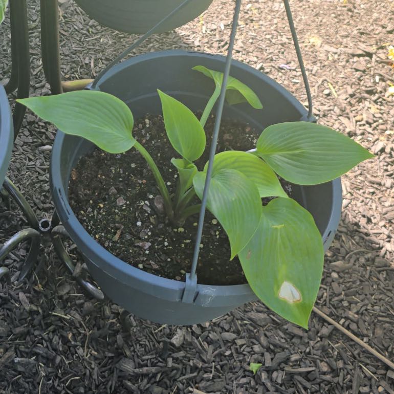 Photo of the plant species Fragrant Blue Hosta by @CBabyBlue named Pasta on Greg, the plant care app