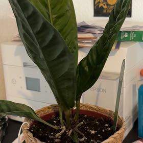Photo of the plant species Anthurium superbum by @Brissanayeli named Doja Cat on Greg, the plant care app