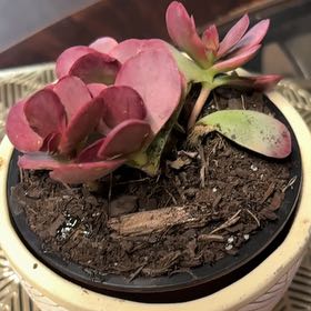 Photo of the plant species Pink Jade by @Brissanayeli named Captain Plant-it on Greg, the plant care app