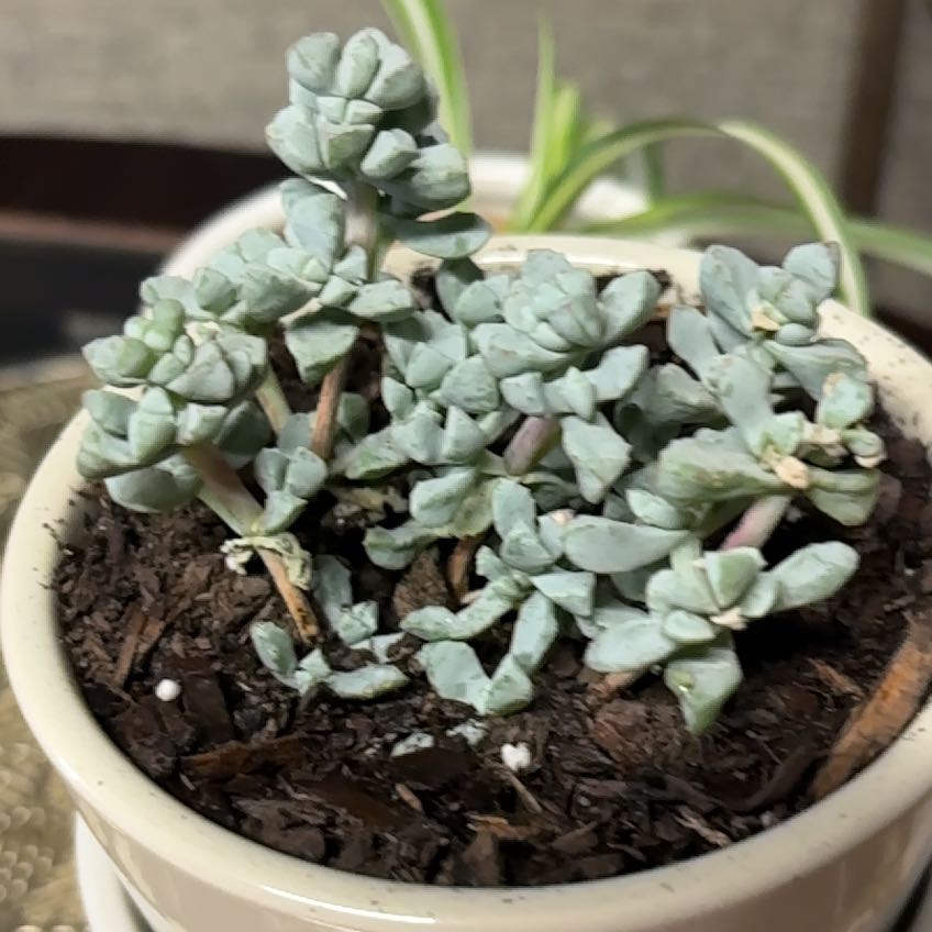 Photo of the plant species Lampranthus Deltoides by @Brissanayeli named Eva on Greg, the plant care app
