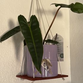 Photo of the plant species Philodendron billietiae by @Brissanayeli named Winston on Greg, the plant care app
