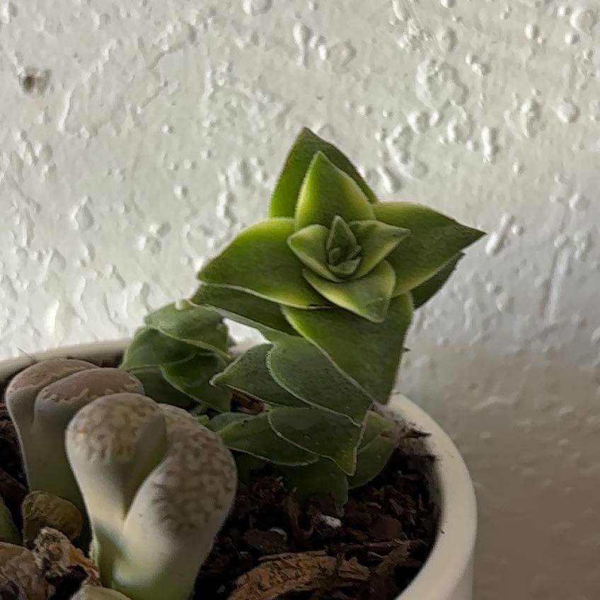 Photo of the plant species Variegated String of Buttons by @Brissanayeli named Foxxy on Greg, the plant care app