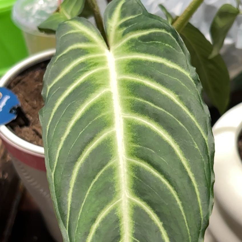 Photo of the plant species Xanthosoma Angel wings by @Brissanayeli named Robert Plant on Greg, the plant care app