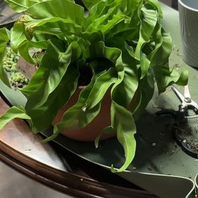 Photo of the plant species Hurricane Fern by @Brissanayeli named Kardashian on Greg, the plant care app