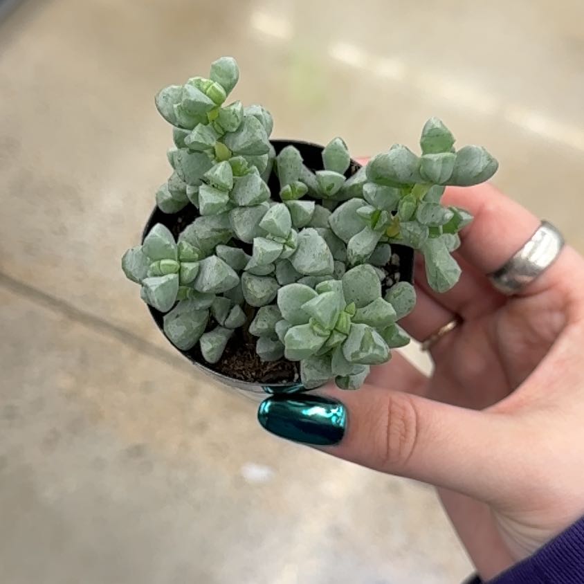 Photo of the plant species Lampranthus Deltoides by @VipFlamevine15 named Sanders on Greg, the plant care app