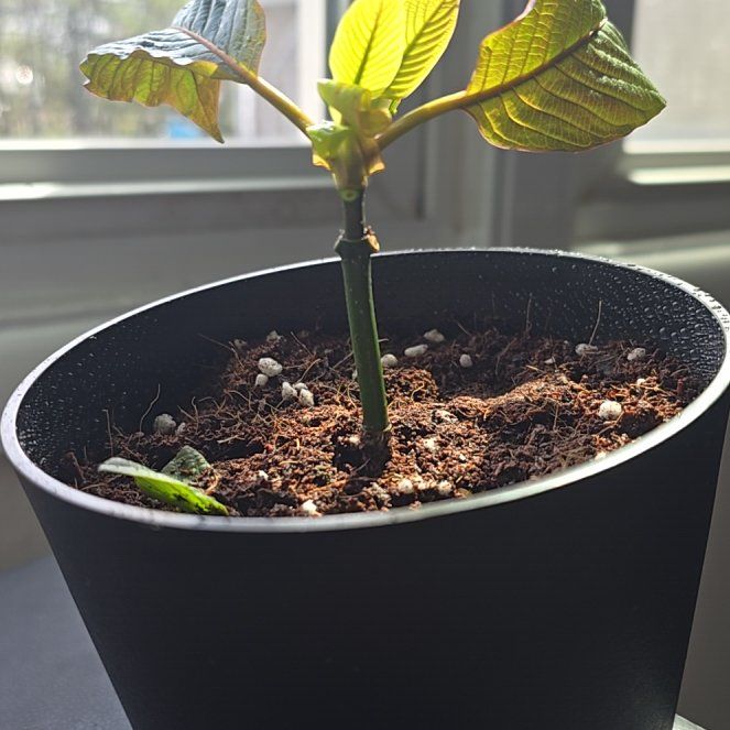 Photo of the plant species Kra Thum Na Or Wild Kratom by @AdeptCamphor83 named Sproutacus malay on Greg, the plant care app