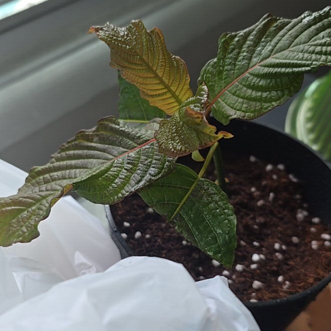 Photo of the plant species Kra Thum Na Or Wild Kratom by @AdeptCamphor83 named Rainier kalamatain on Greg, the plant care app