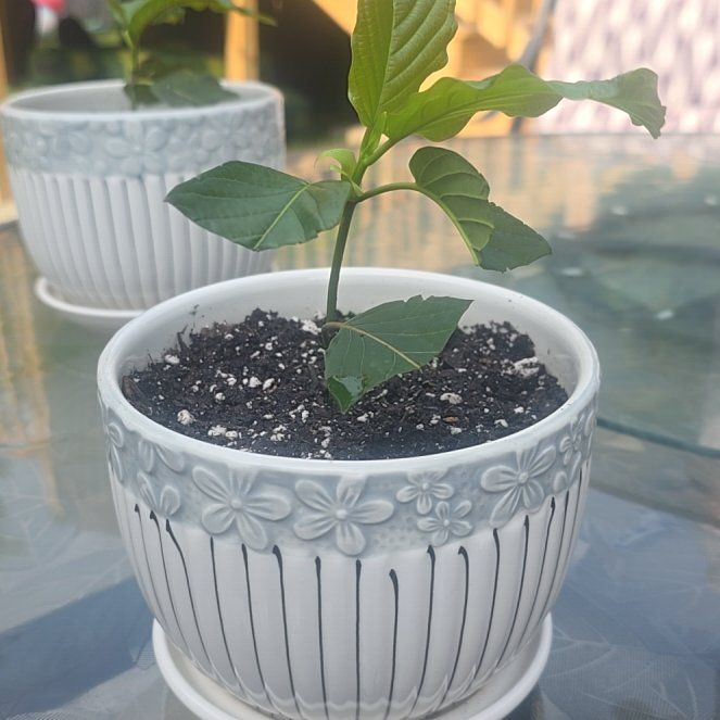Photo of the plant species Kratom by @AdeptCamphor83 named Demi on Greg, the plant care app
