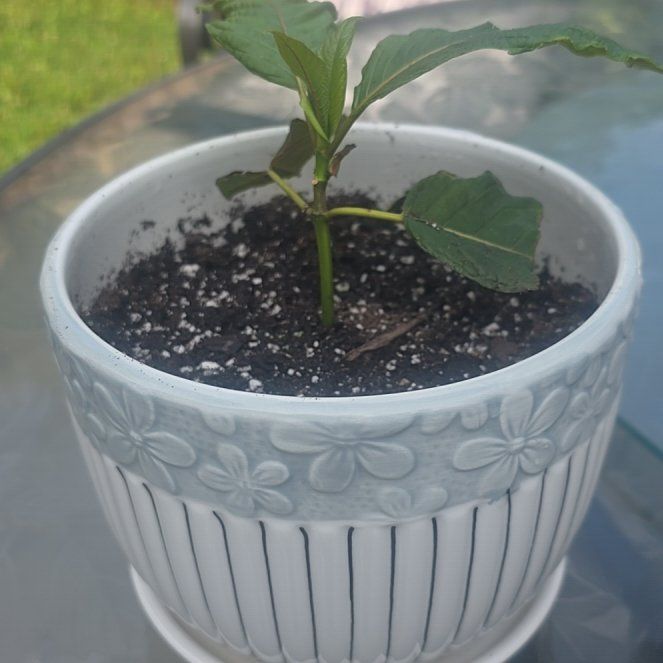 Photo of the plant species Kra Thum Na Or Wild Kratom by @AdeptCamphor83 named James Dean on Greg, the plant care app
