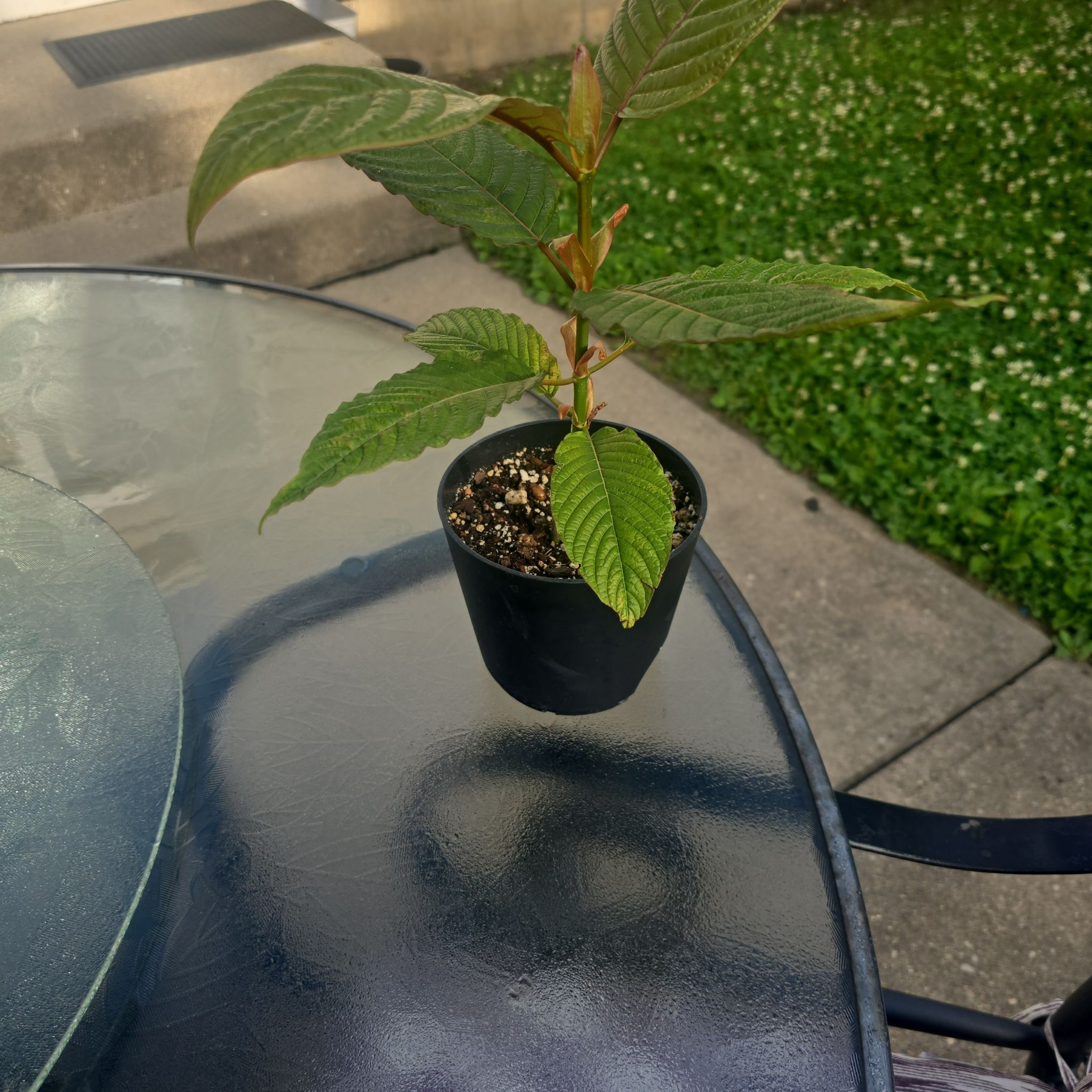 Photo of the plant species Kra Thum Na Or Wild Kratom by @AdeptCamphor83 named Rainier kalamatain on Greg, the plant care app