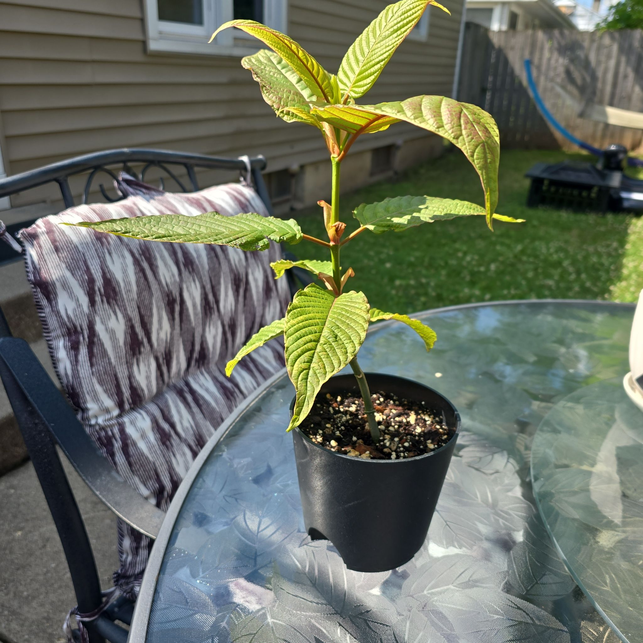 Photo of the plant species Kra Thum Na Or Wild Kratom by @AdeptCamphor83 named Rainier kalamatain on Greg, the plant care app