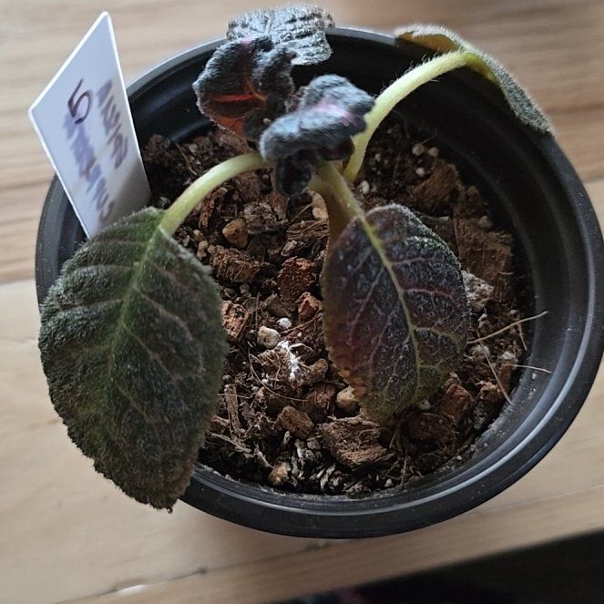 Photo of the plant species Flame Violet by @BuffMira0 named Nemo on Greg, the plant care app