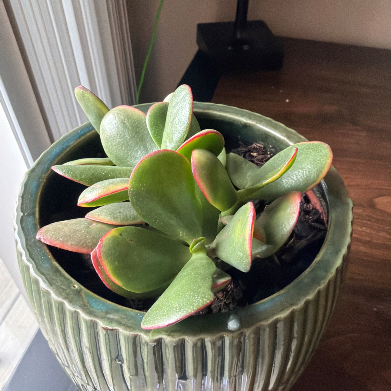 Photo of the plant species Golden Jade by @HotCactus12 named Sucky on Greg, the plant care app