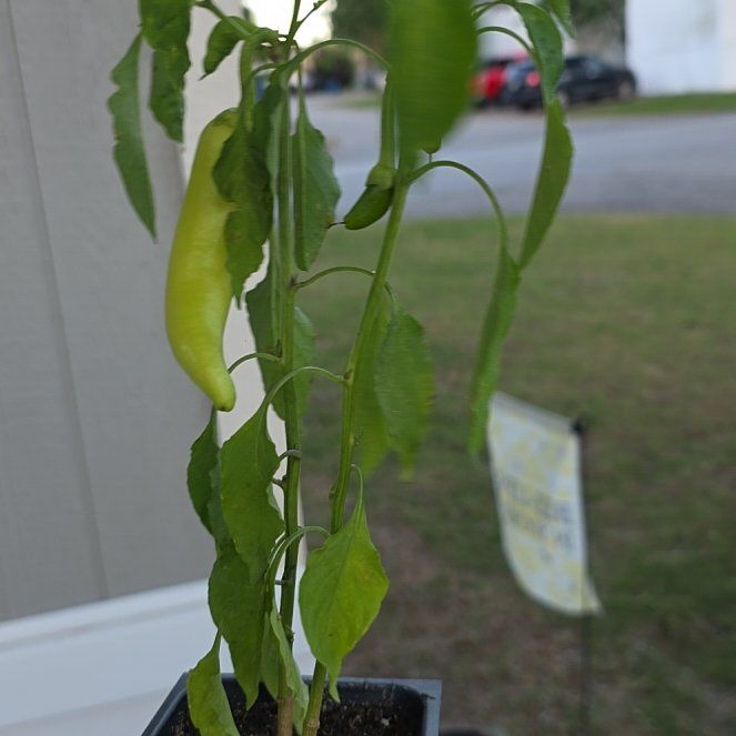Photo of the plant species Banana Pepper by @EarlyLungwort27 named Jeff on Greg, the plant care app