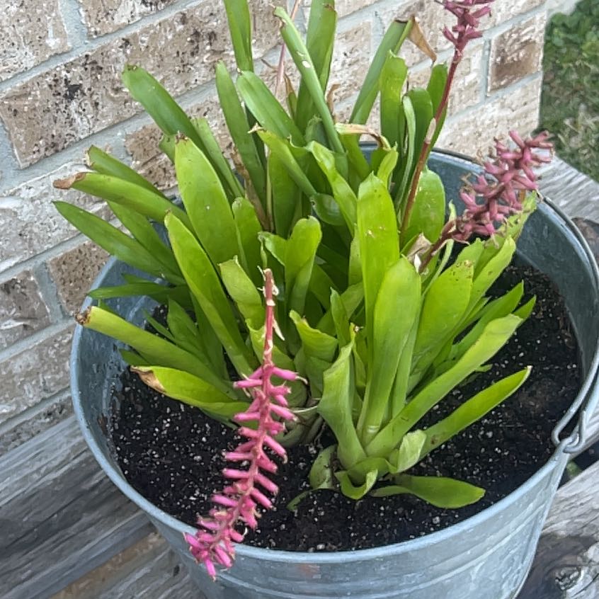 Photo of the plant species Matchstick bromeliad by @AceTropical51 named Mollie on Greg, the plant care app