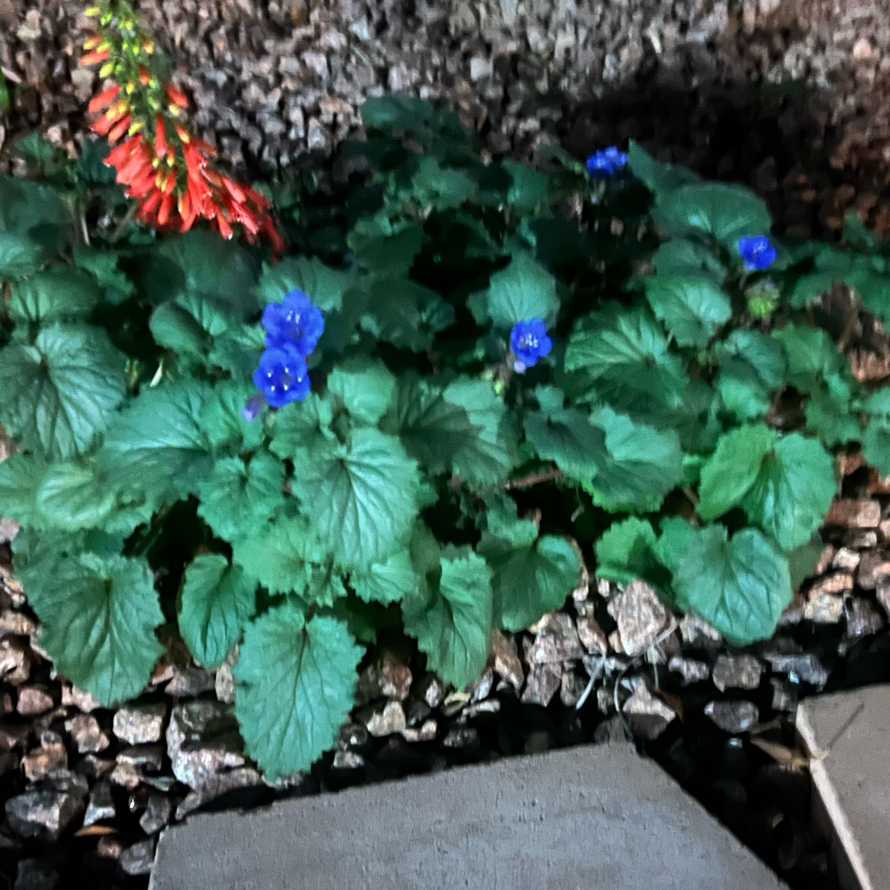Photo of the plant species Desertbells by @ToughJuneplum31 named Dax on Greg, the plant care app