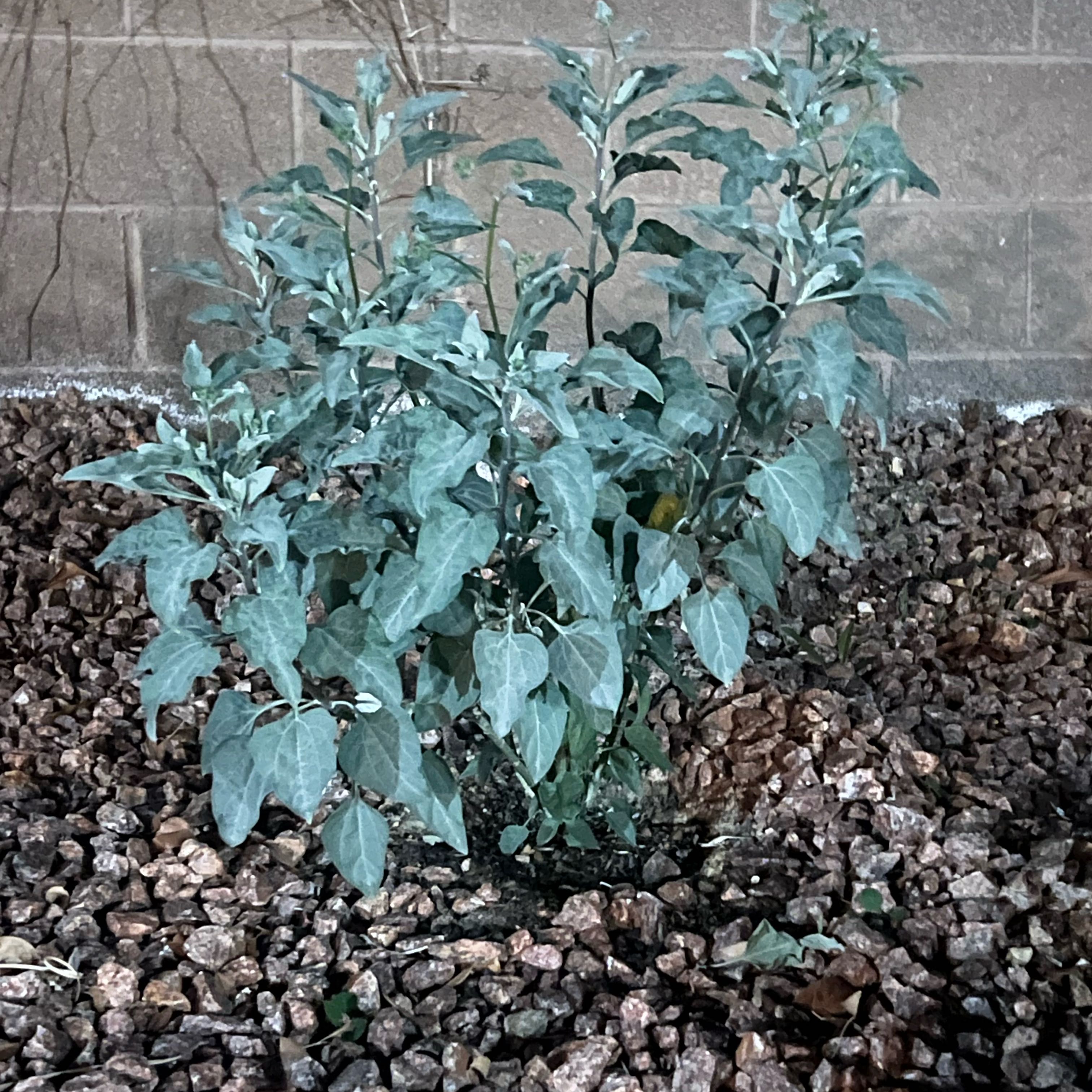 Photo of the plant species Brittlebush by @ToughJuneplum31 named LiloStitch on Greg, the plant care app