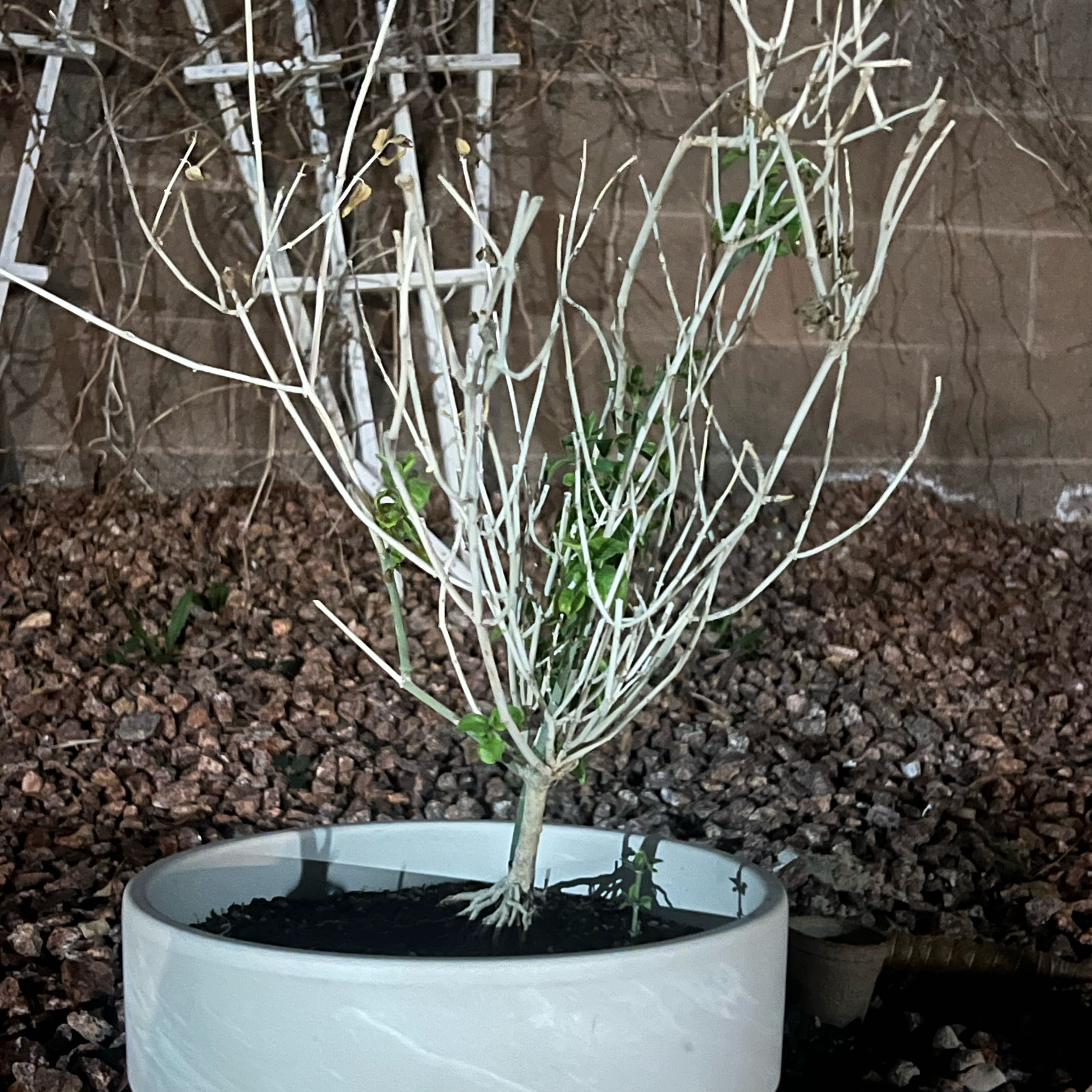 Photo of the plant species Chuparosa by @ToughJuneplum31 named Gaga on Greg, the plant care app