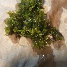Photo of the plant species Cladophora columbiana by @VipKatsura17 named Beyonce on Greg, the plant care app