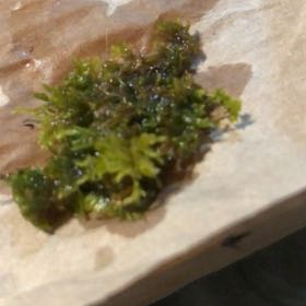 Photo of the plant species Sea Lettuce by @VipKatsura17 named Willow on Greg, the plant care app