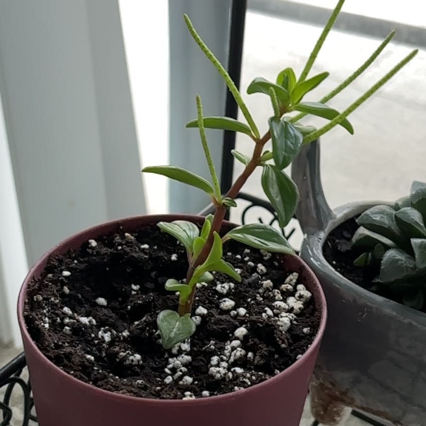 Photo of the plant species Cypress Peperomia by @SizableBasil79 named Messi on Greg, the plant care app