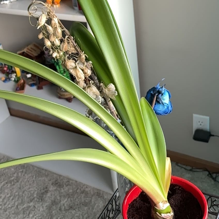 Photo of the plant species Hippeastrum 'Red Lion' by @SizableBasil79 named Jimmy Dean on Greg, the plant care app