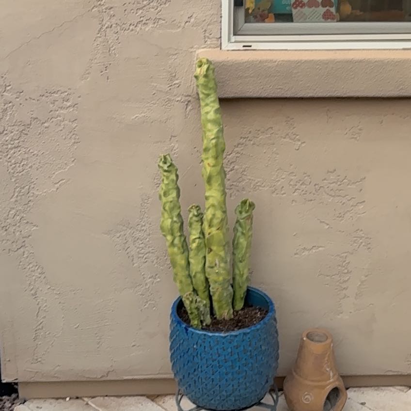 Photo of the plant species Totem Pole by @HeadWormseed94 named Bieber on Greg, the plant care app