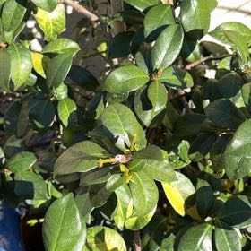 Photo of the plant species Asian Jasmine by @AbleWaxvine39 named Ronaldo on Greg, the plant care app