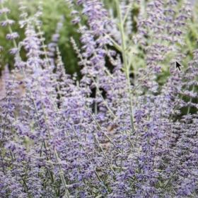 Photo of the plant species Russian Sage by @AbleWaxvine39 named Hamilton on Greg, the plant care app