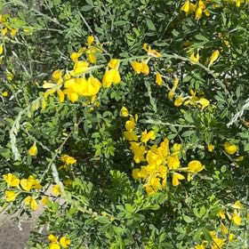 Photo of the plant species Broom by @AbleWaxvine39 named Navajo on Greg, the plant care app