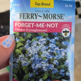 Photo of the plant species Forget-Me-Not by @FreshGalega52 named Delilah on Greg, the plant care app
