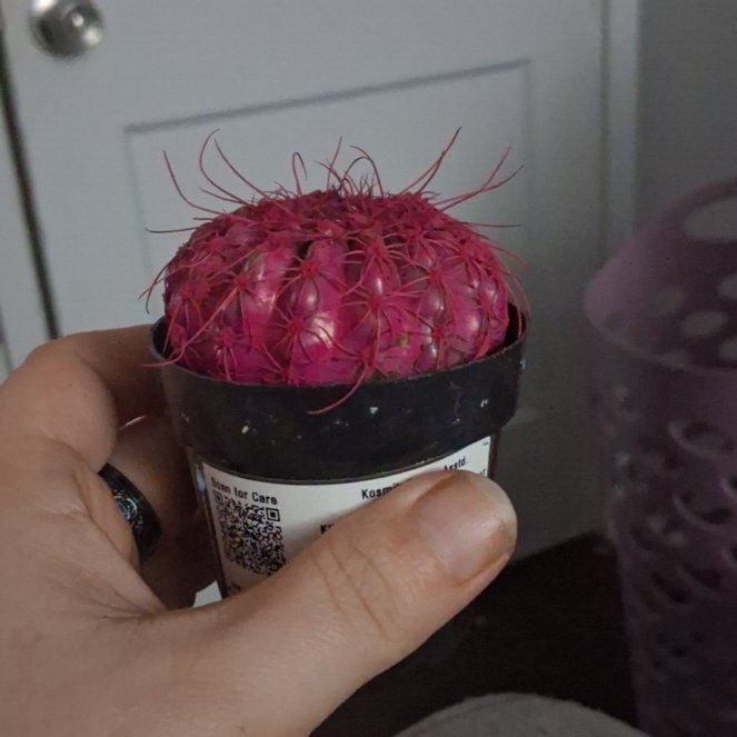 Photo of the plant species Rambutan by @SultryTobacco62 named Pinky on Greg, the plant care app