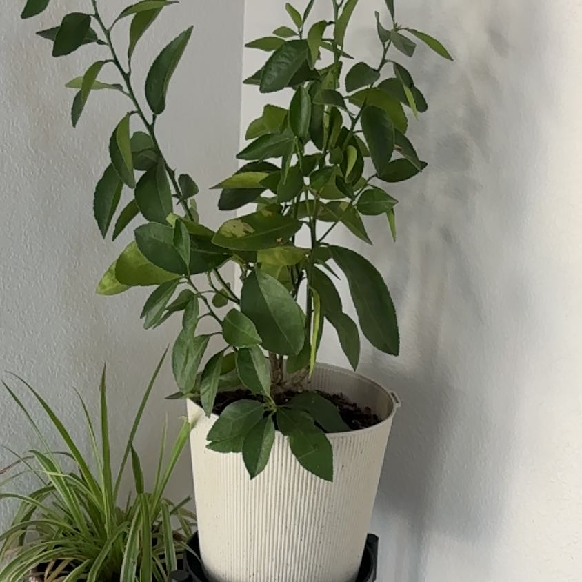 Photo of the plant species Lime Tree by @PiousFeltbush11 named Lucky Lime on Greg, the plant care app