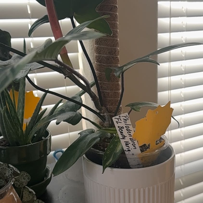 Photo of the plant species Florida Beauty by @GladHarebell8 named Sproutacus on Greg, the plant care app