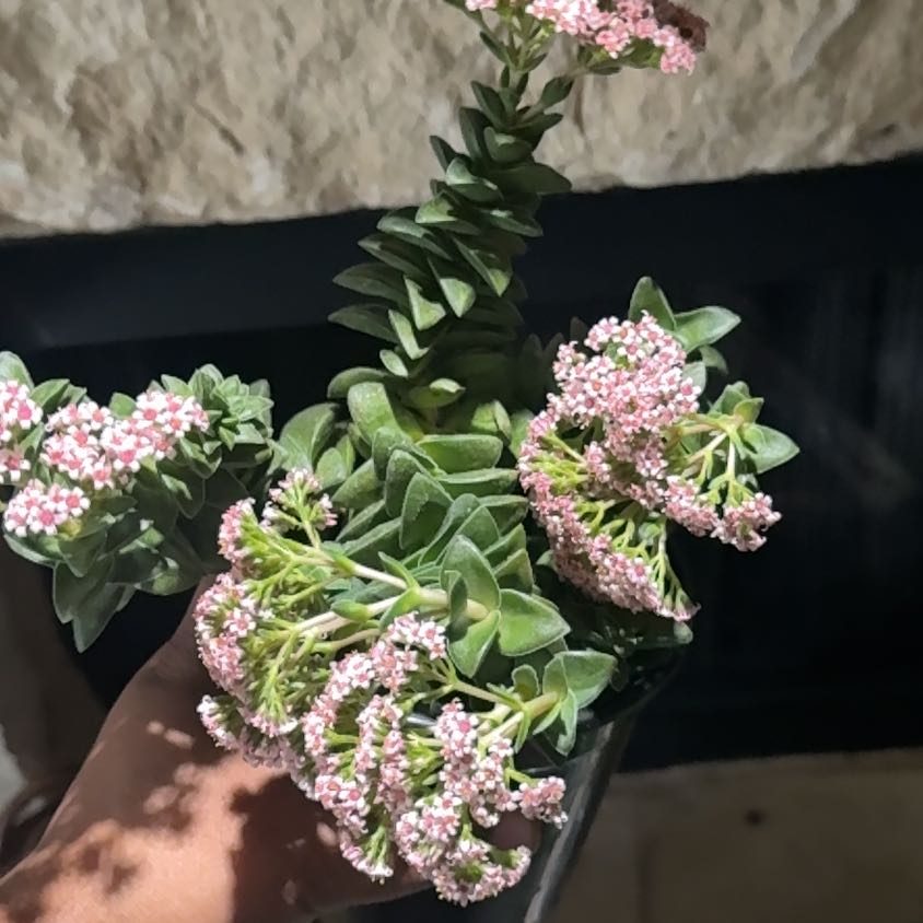 Photo of the plant species Salt Heliotrope by @GladHarebell8 named Sage on Greg, the plant care app