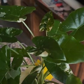 Photo of the plant species Alocasia Okinawa Silver by @GladHarebell8 named da Vinci on Greg, the plant care app
