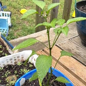 Photo of the plant species Jalapeno Pepper by @Tpott4 named Jasper on Greg, the plant care app