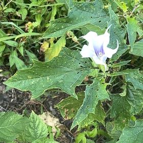 Photo of the plant species Devil's Apple by @Tpott4 named Ronaldo on Greg, the plant care app