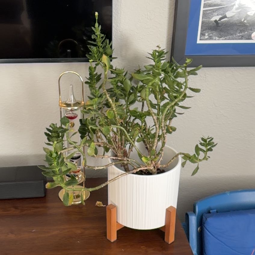 Photo of the plant species Calandiva Orange Florist Kolanchoe by @SwellFittonia84 named Aria on Greg, the plant care app