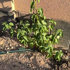 Photo of the plant species Lantana by @KeyParsley70 named Robert Plant on Greg, the plant care app