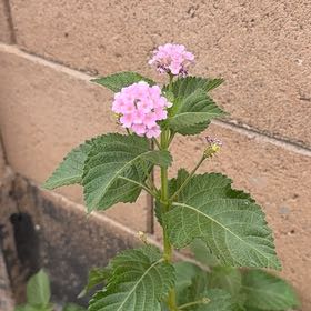 Photo of the plant species Lantana by @KeyParsley70 named Dolores on Greg, the plant care app