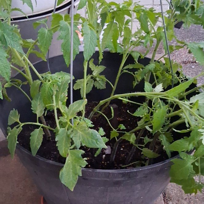 Photo of the plant species Roma Tomato by @PerkyIvy60 named Bruce Lee on Greg, the plant care app