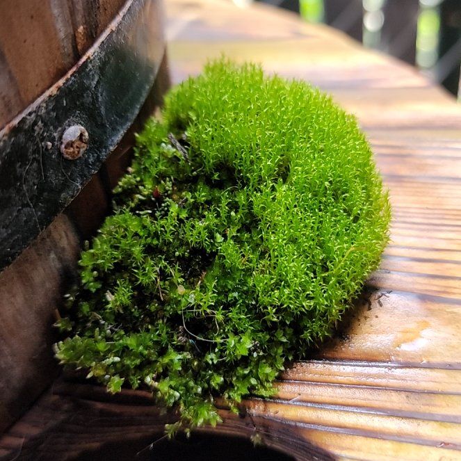 Photo of the plant species Roundleaf Ceratodon Moss by @GallantKatsura8 named Plato on Greg, the plant care app