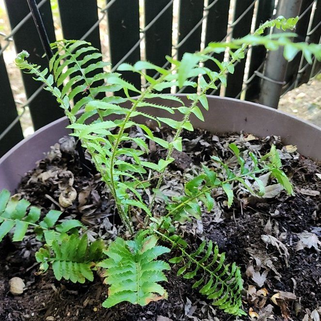 Photo of the plant species Christmas Fern by @GallantKatsura8 named Demi on Greg, the plant care app